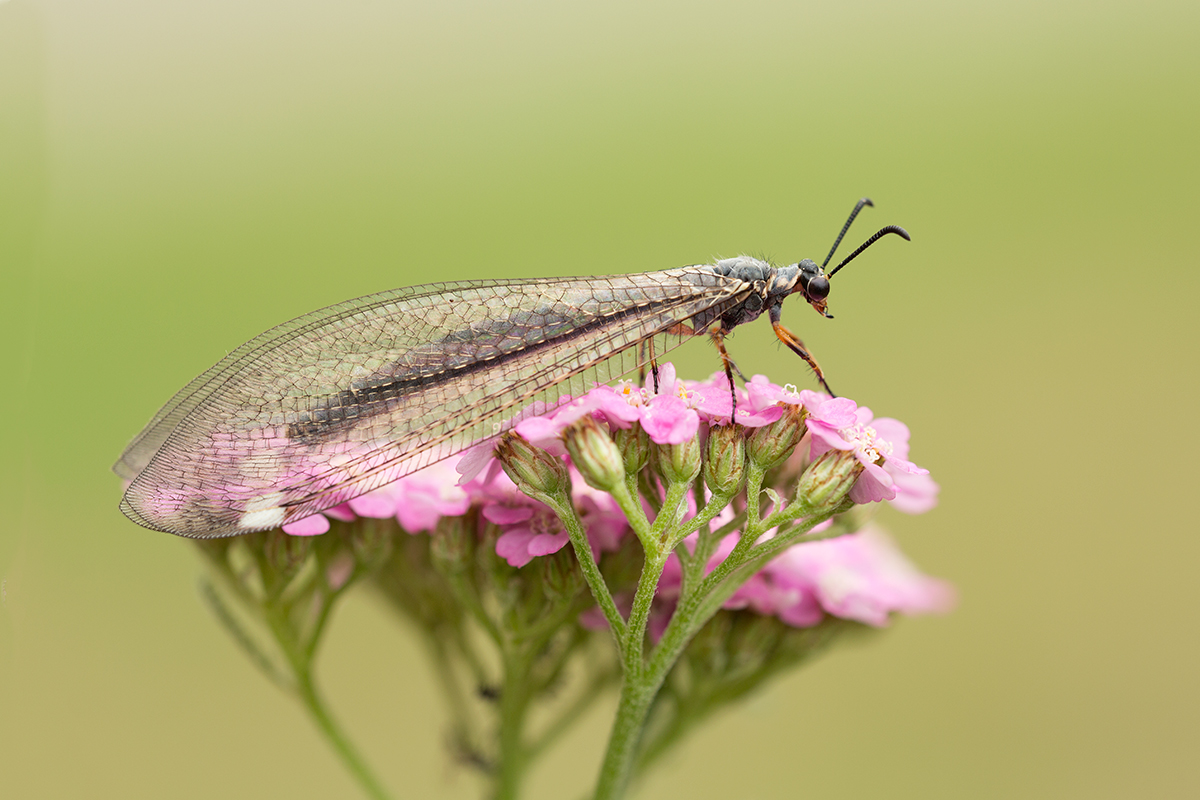 Ameisenjungfer/Ameisenlöwe Junior Ranger
