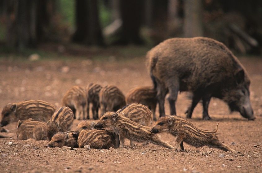 Wildschwein - Junior Ranger