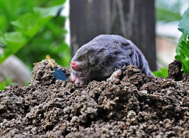 Maulwurf Junior Ranger