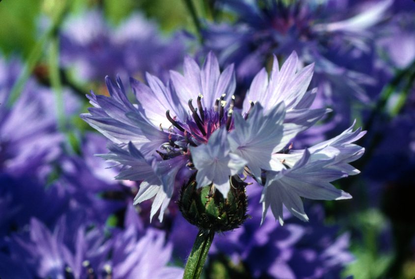 Archäophyt Junior Ranger