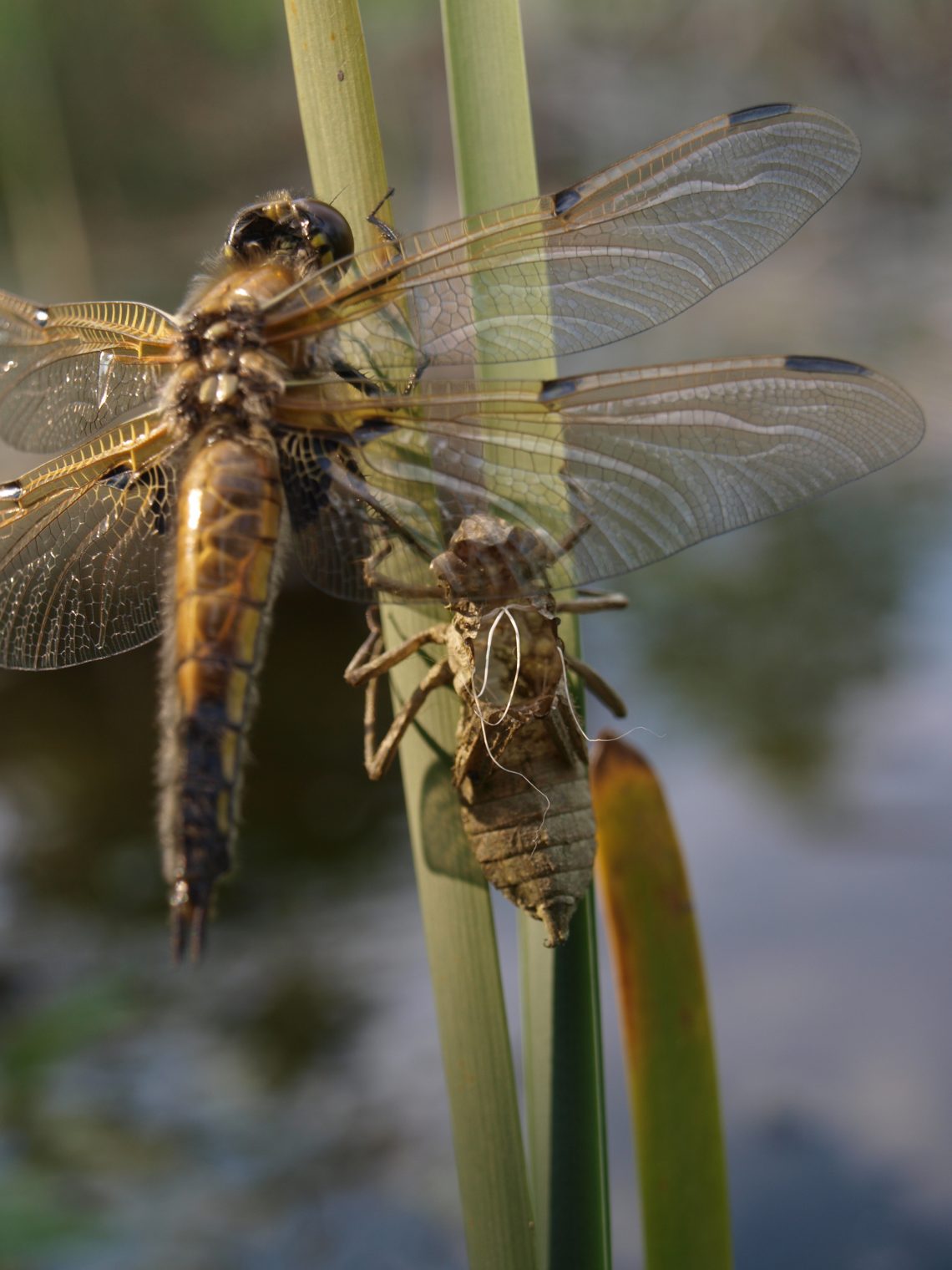 Entomologie Junior Ranger