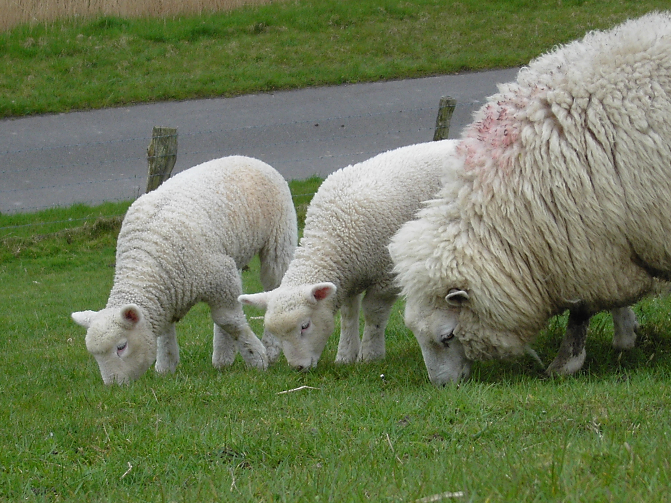 Herbivor Junior Ranger