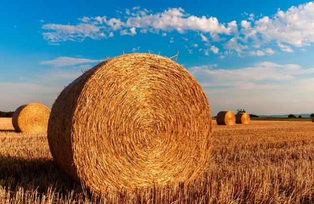 Landwirtschaft - Junior Ranger