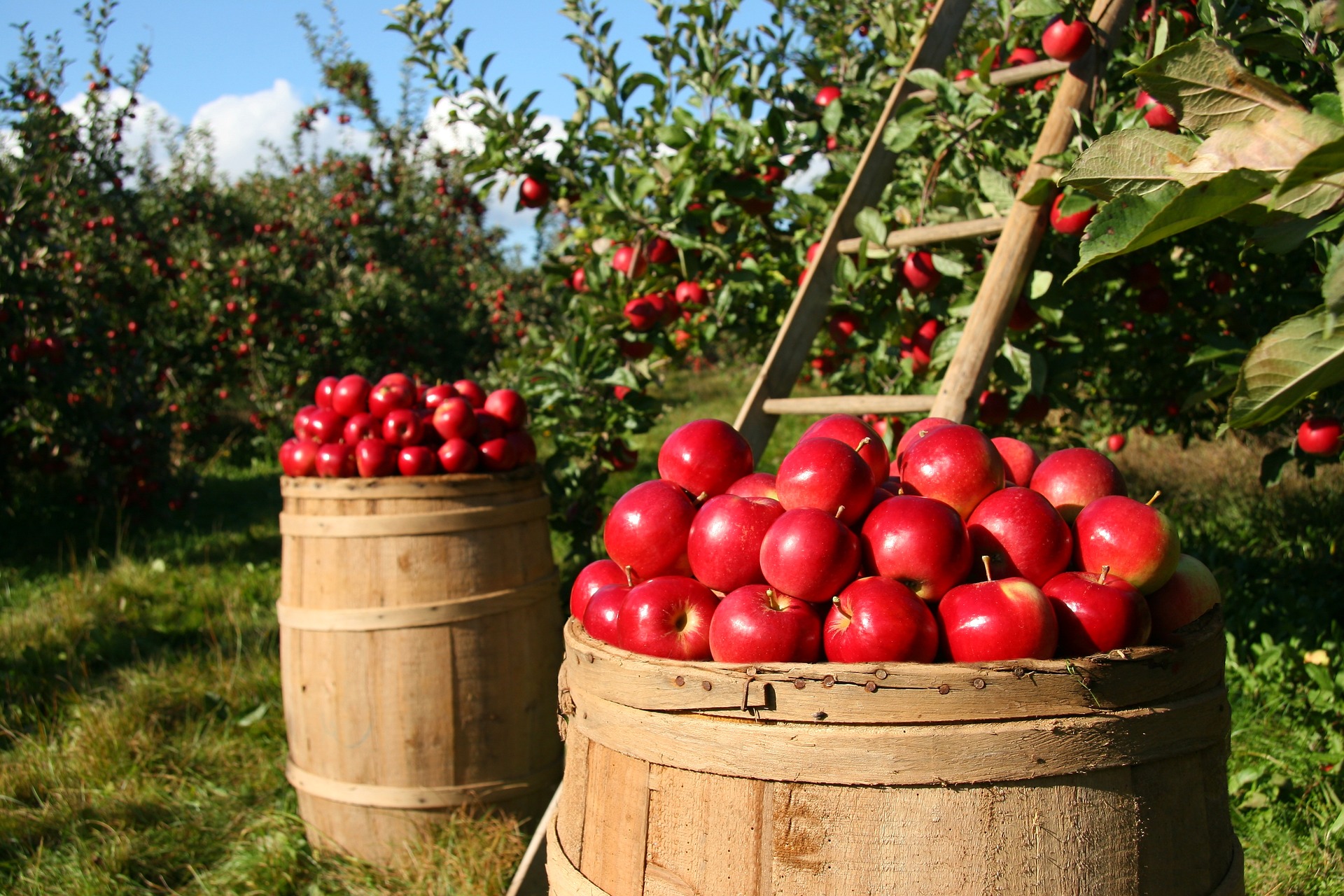 Ökologische Landwirtschaft - Junior Ranger