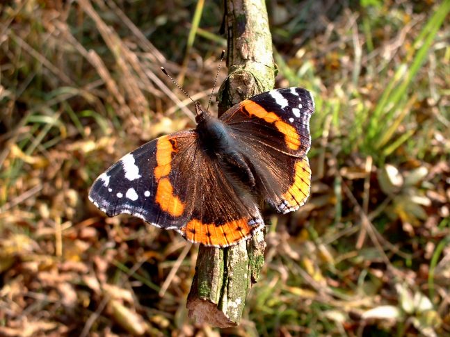 Admiral Junior Ranger