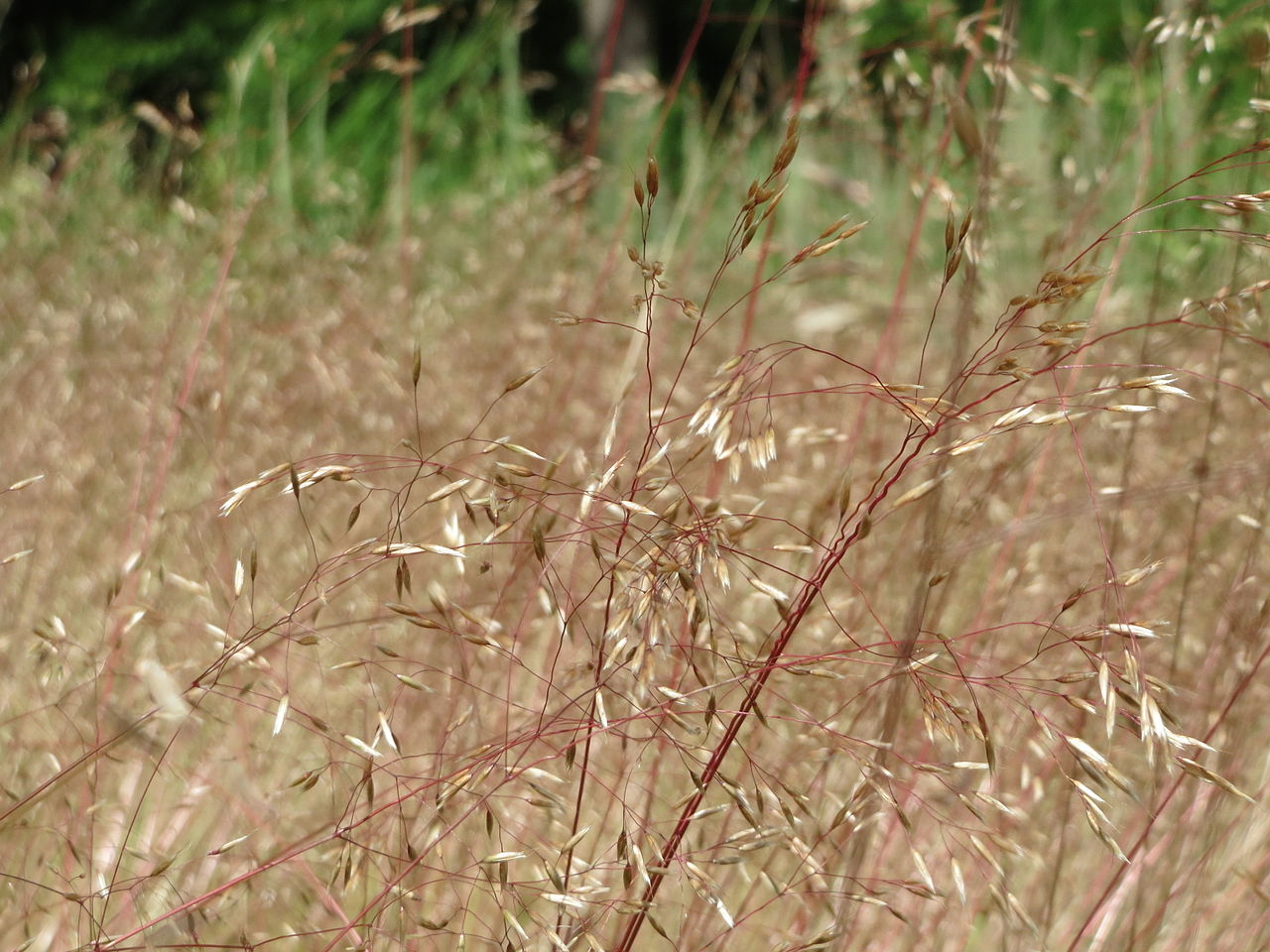 DrahtSchmiele Junior Ranger