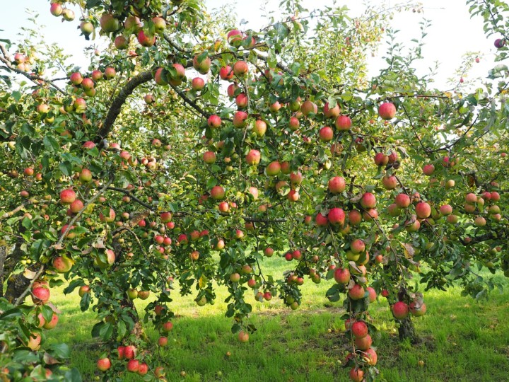 Wie Lange Braucht Ein Apfelbaum Bis Er Früchte Trägt Apfelbaum - Junior Ranger
