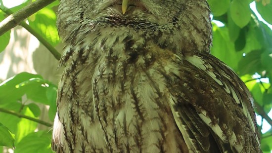 Waldkauz im Laubbaum Waldkauz im Laubbaum